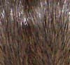 rat agouti