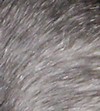 rat bleu russe