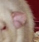 rat dumbo