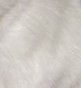 rat himalayen