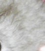 rat mink