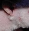 rat nu fuzzy