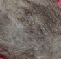 rat rex
