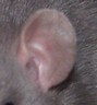 rat standard