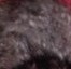 rat velours