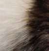 rat agouti hooded
