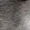 rat husky noir