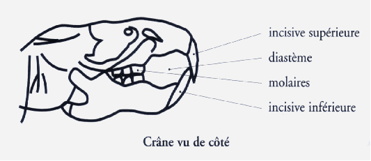 Crâne de rat vu de côté