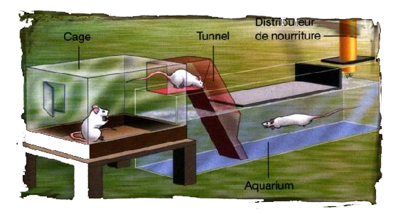 hiérarchie des rats