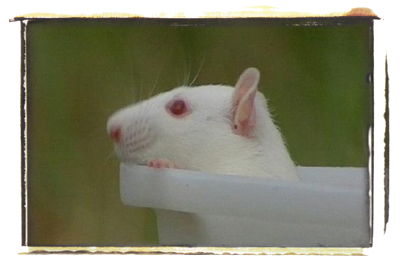 rat retrouvant la liberté après une période de captivité