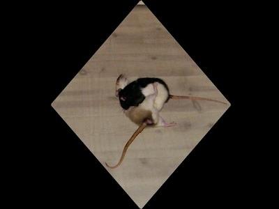 Fond d'écran ratesque 5