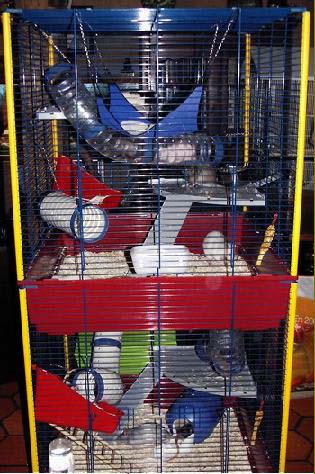 Cages à furets
