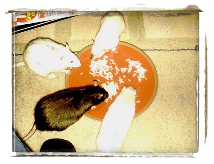 Groupe de rats
