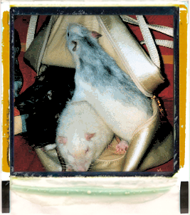 Groupe de rats