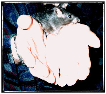 Jeune bébé rat