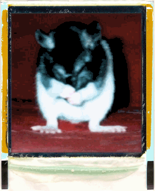 Rat faisant sa toilette