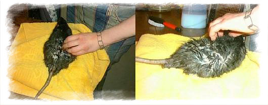 Rat toiletté