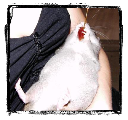 Rat toiletté