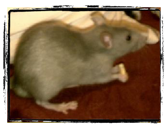 rat qui mange