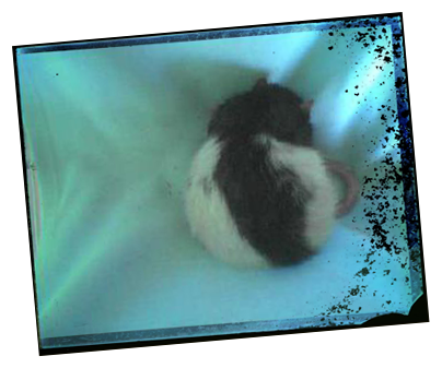 rat sans parasite