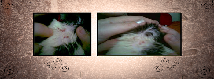 dermatite du rat
