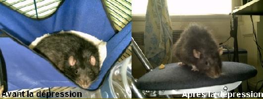 dépression du rat