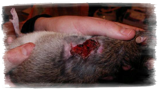 dermatite du rat