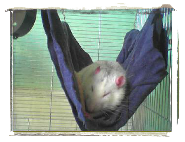 rat dans un hamac