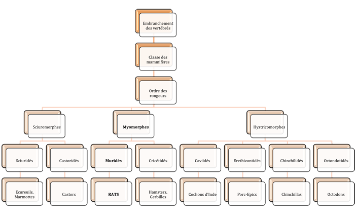 Classification du rat