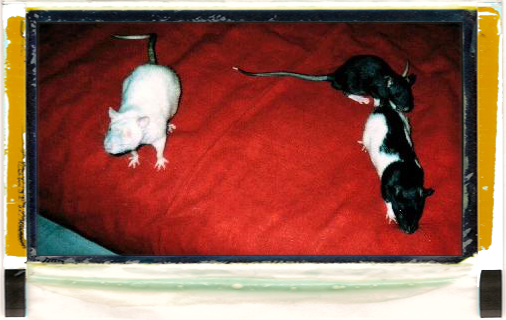 rats sur un canapé