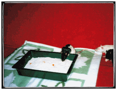 rats cherchant de la nourriture