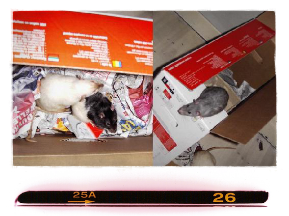 rats jouant dans un carton