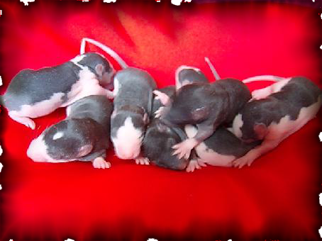 bébés rats